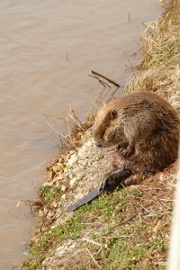 Keystone Species-The Beaver 