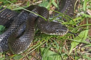 black rat snake in grass