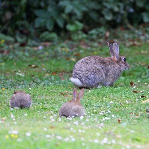 wild mom rabbit with babies
