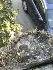 baby birds