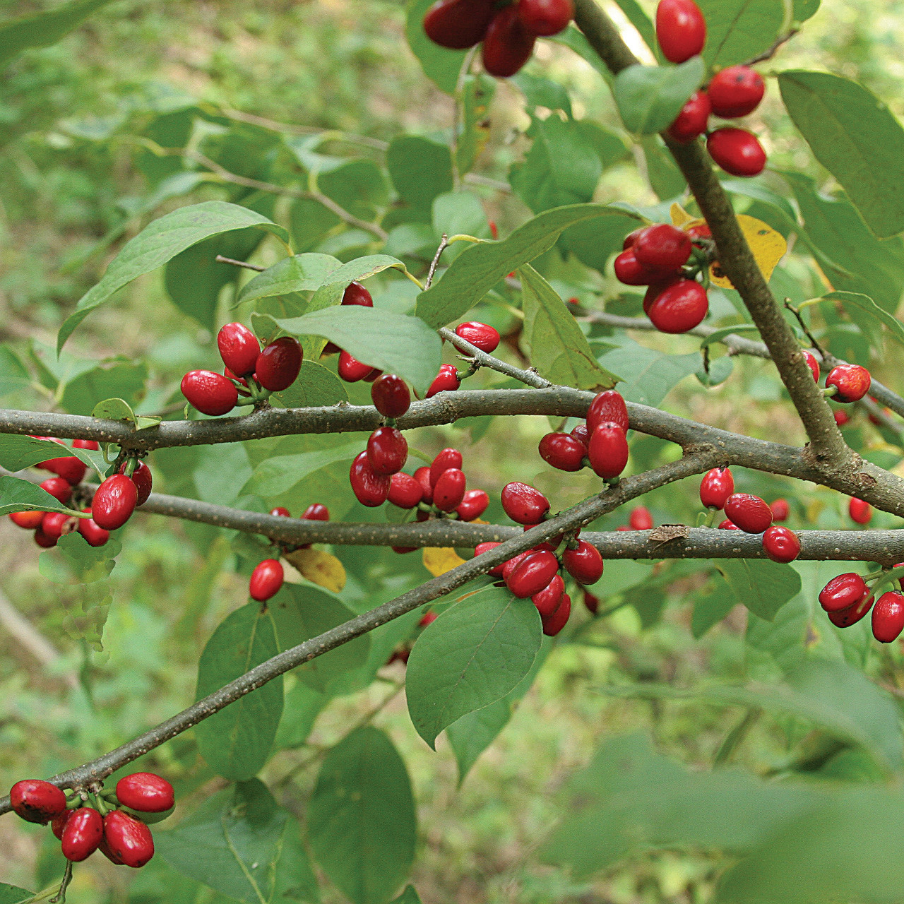 Schumard tree