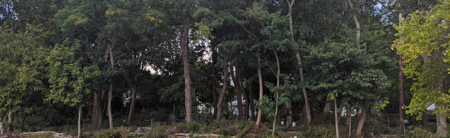Johnson Woods