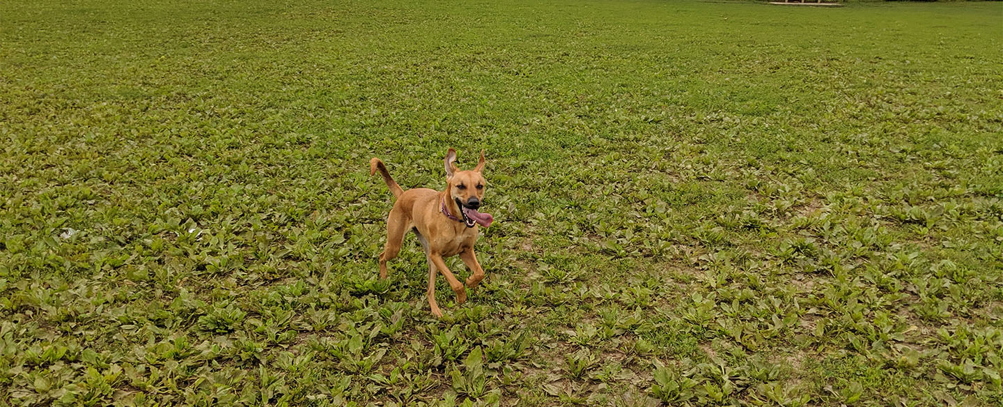 Happy Dog at Otto Armleder Dog Park