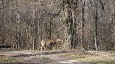 It's the Time of Year to Stay Clear of Mother Deer