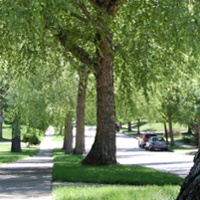 Urban Forestry