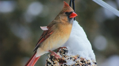 Bird Feeding Tips