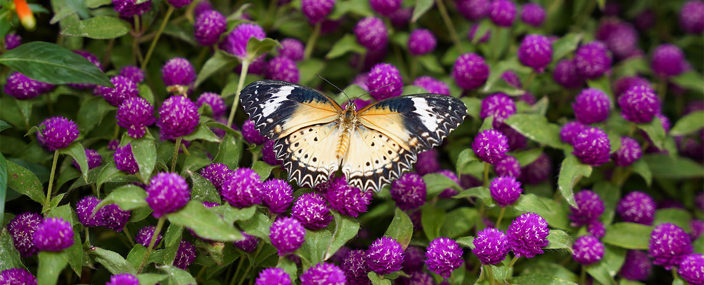 Krohn Conservatory - Cincinnati Parks
