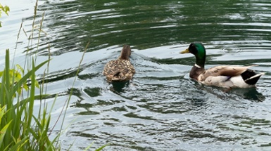 Don't Feed the Ducks!...Please.