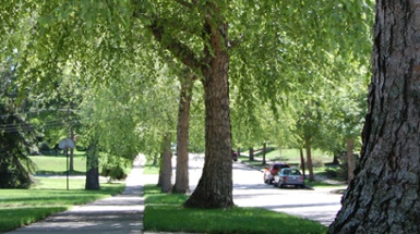 2026 Urban Forestry Assessment: A Notice to Property Owners