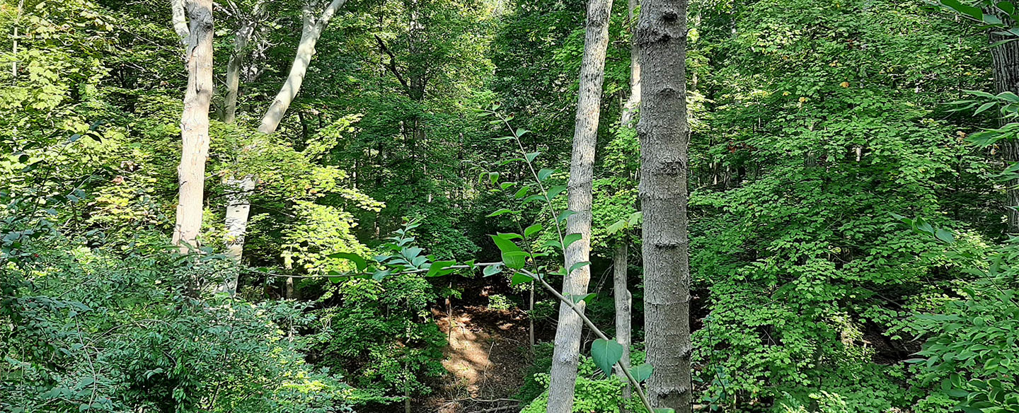 Rawson Woods