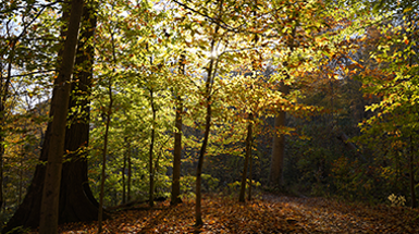 Cincinnati's Role in the Birth of American Forestry