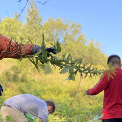 Volunteers clear Walnut Woods of Evanston