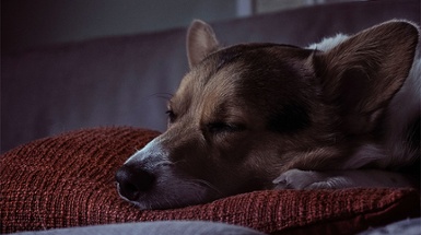Who's Hibernating?