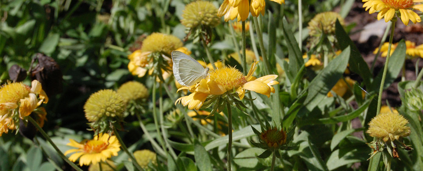 Pollinators In Garden At Hauck Botanic Garden