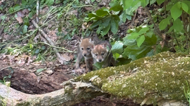 We Have Coyote Pups in California Woods!&nbsp;
