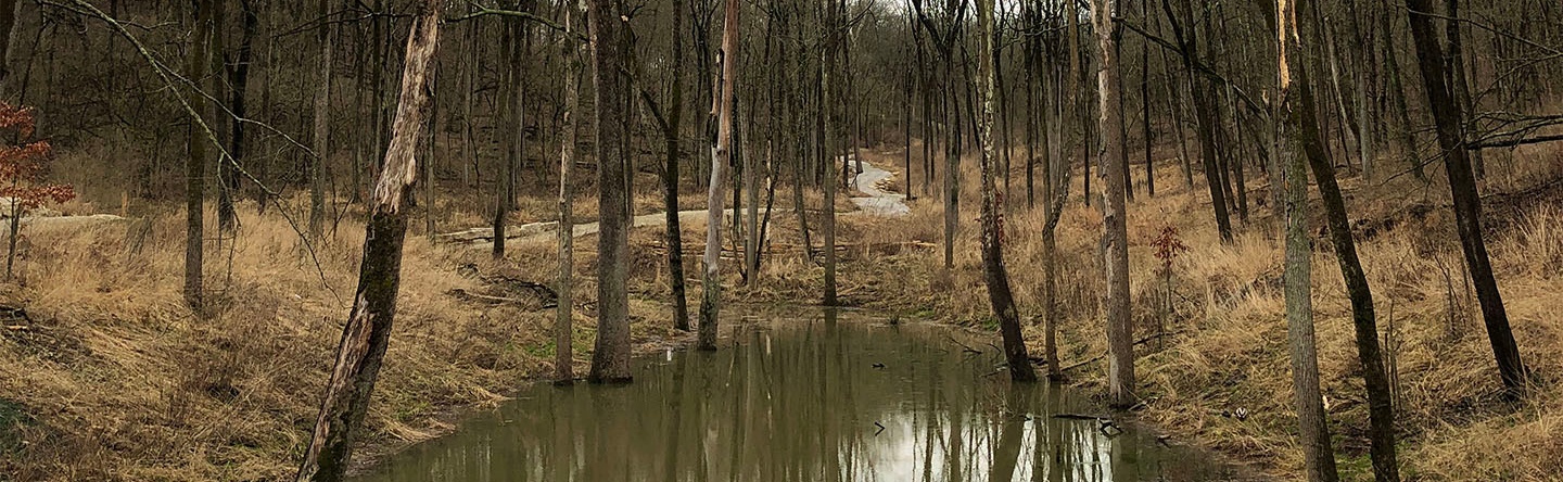 Wetland & Hiking Path At Glenway Woods