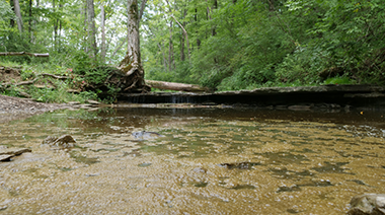 French Park Creek Trail Restoration Project