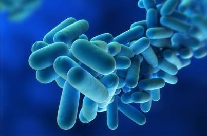 Microscopic images of Legionella