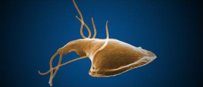 microscopic images of Giardia Lamblia